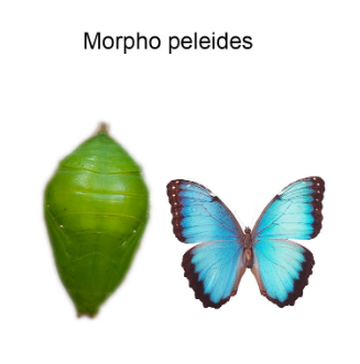 Лялечка метелика "Морфо"