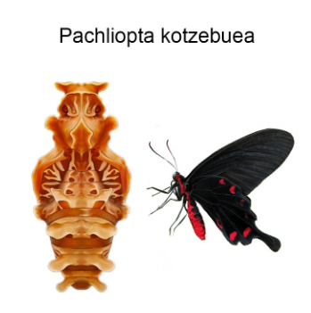 Лялечка метелика "Коцебу"