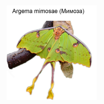Лялечка метелика "Комета Мімоза"