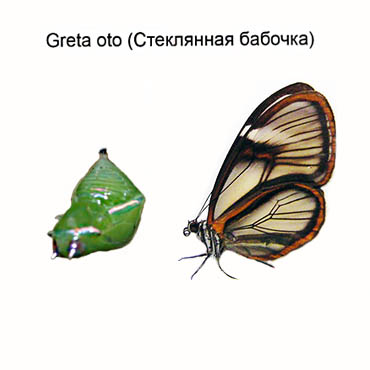 Куколка бабочки "Greta oto" (Стеклянная бабочка)