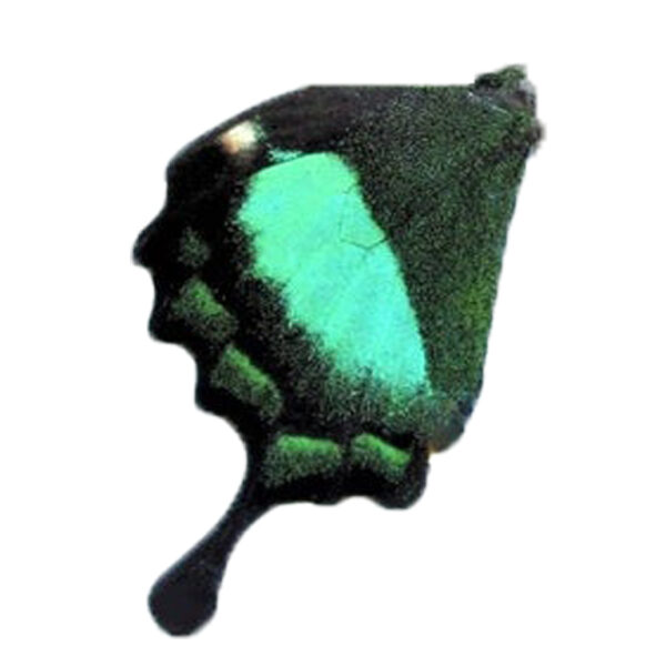 Крило Павич (нижнє)