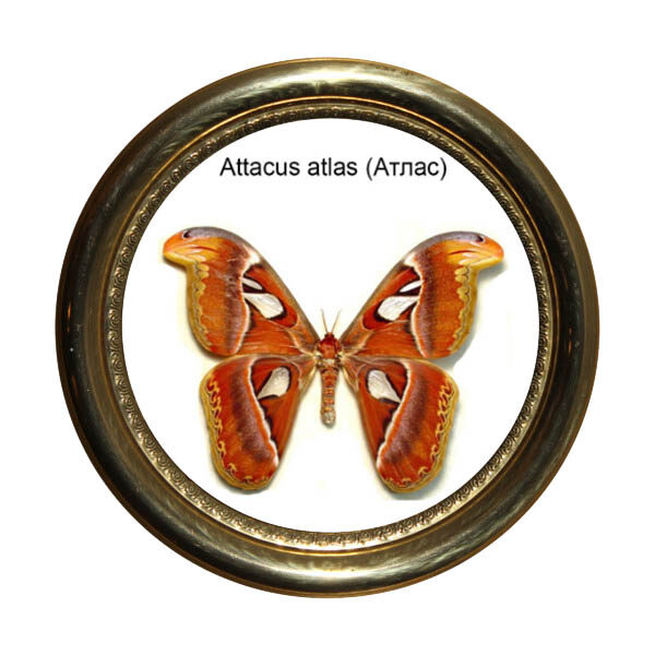 Атлас