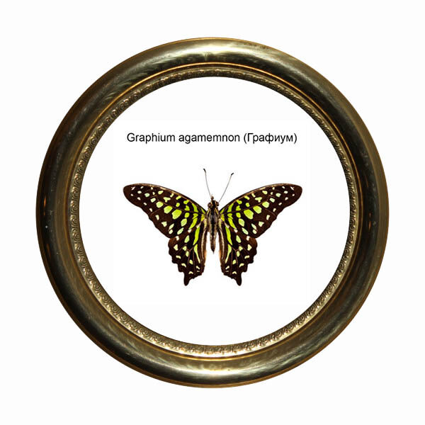 Графиум