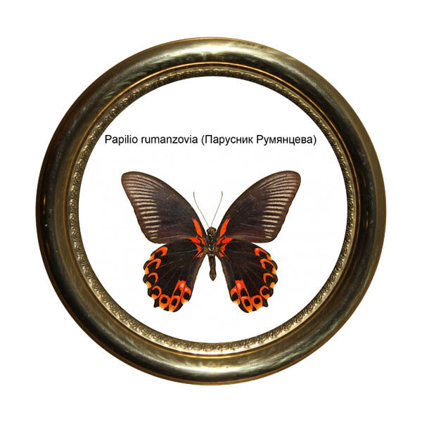 Рум’янець